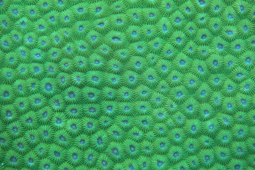 Close up Stony coral - Diploastrea heliopora. Family Faviidae. Coral reefs are built from stony...