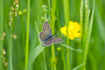 Female sooty copper butterfly (Lycaena tityrus) on grass in Zurich, Switzerland