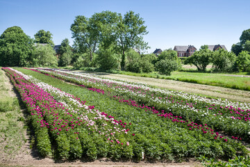 Pfingstrosen Anbau Vier und Marschlande Hamburg Sommer