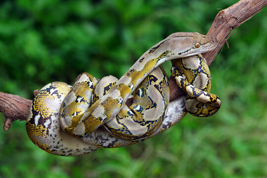 close up of a python snake