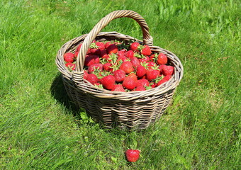 Sweet red ripe strawberries in a wicker basket on green grass in the garden. Picking fresh berries...