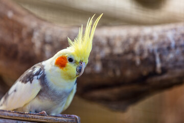 Exotische Vögel	
