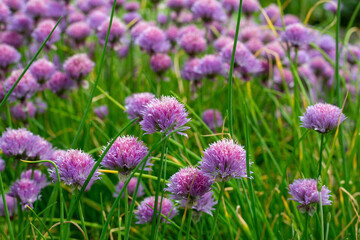 Chives field