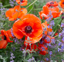 Red poppy with lavender bush