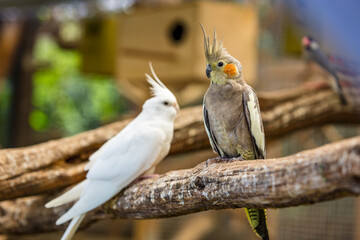 Exotische Vögel