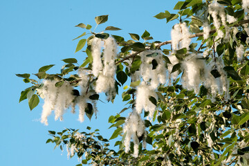 poplar fluff, fire threat