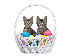 Fototapeta na wymiar Adorable tabby kittens sitting in a white wicker easter basket filled with easter eggs. Kittens looking directly at viewer. Isolated on white.