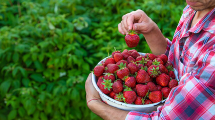 A male farmer picks strawberries in the garden. Selective focus.