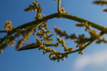 Mantis religiosa. Macro photography.