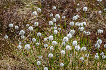 Wollgräser (Eriophorum) im Schwarzen Moor
