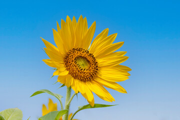 Obraz premium Sonnenblume (Helianthus annuus)