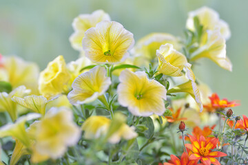Vibrant yellow surfinia flowers or petunia in bloom hanging in summer. Background of group blooming petunia surfinia. Colorful decorative flowers on the balcony.  - obrazy, fototapety, plakaty