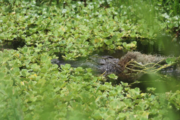 alligator in the swamp