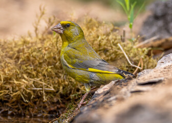 Greenfinch
