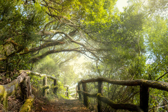  Lush laurisilva forest in the Garajonay National Park, La Gomera. Canary Islands