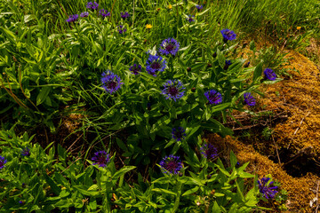 Blue flowers in Scandinavia, summer green