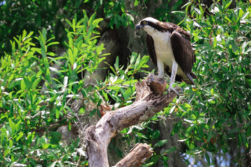 Osprey bird eating a fish on a tree