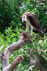 Osprey bird eating a fish on a tree
