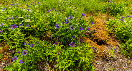 Blue flowers in Scandinavia, summer green