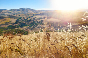 cultivated fields of gold color with wheat and oats in the height of summer in Sicily