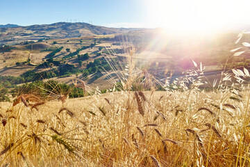 cultivated fields of gold color with wheat and oats in the height of summer in Sicily