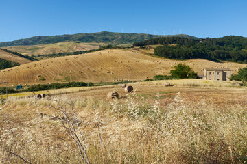 Fototapeta na wymiar rolls of hay for livestock feed collected in summer in Italy