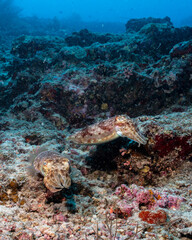 Naklejka na ściany i meble Common cuttlefish, Sepia officinalis, in Maldives