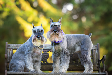 two miniature schnauzers posing together on antique bench outdoors. copy space