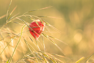 poppy in the wheat field