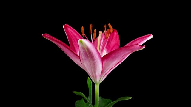 Beautiful time lapse of a pink lily blooming.