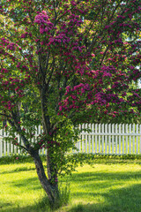 Flowering garden tree with red flowers.
