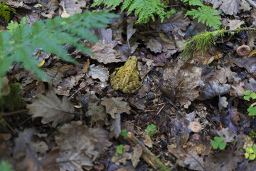 Green wood frog on the autumn forest ground