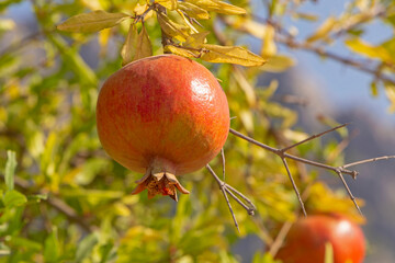 red pomegranate hanging on branch of tree