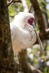Spoonbill Bird 