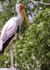 Portrait of a Stork 