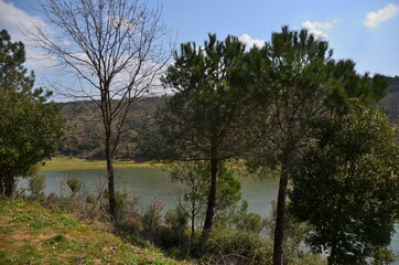 Obraz premium lake in the forest