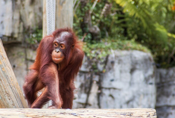 Obraz premium Orangutan at the Zoo