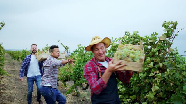 In front of the camera attractive lady and other farmer and seasonal workers dancing in front of the camera while walking through the vineyard they end to collecting the harvest of grapes concept of