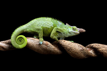 Chameleon fischer closeup on tree, animal closeup