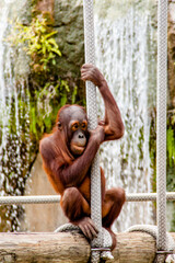 Naklejka premium Orangutan at the Zoo 