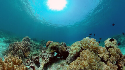 Obraz na płótnie Canvas Coral Reef Fish Scene. Tropical underwater sea fish. Colourful tropical coral reef. Philippines.
