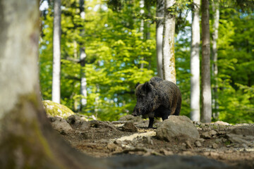 Fototapeta premium Wildschwein im Bayerischen Wald