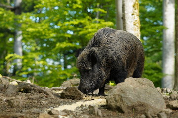 Naklejka na ściany i meble Wildschwein im Bayerischen Wald
