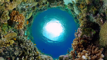 Reef Coral Tropical Garden. Tropical underwater sea fish. Colourful tropical coral reef. Philippines.