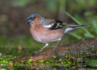 chaffinch
