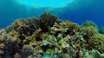 Naklejka na ściany i meble Tropical sea and coral reef. Underwater Fish and Coral Garden. Underwater sea fish. Tropical reef marine. Colourful underwater seascape. Philippines.