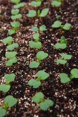 Growing seedlings in a greenhouse. Spring and summer season for growing crops. Top view.