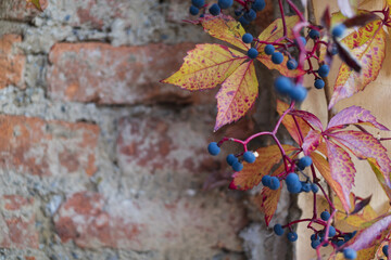 Autumn virginia creeper vine with blue berries and red leaves on old bricks background