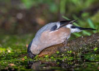 Bullfinch
