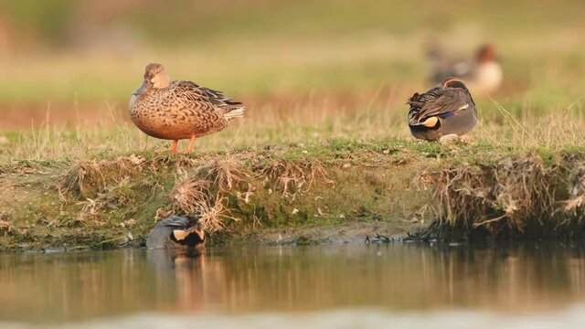Full shot of Gadwall or Mareca strepera in action preening and stretching legs in golden hour light with Eurasian or common teal at keoladeo national park or bharatpur bird sanctuary rajasthan india
